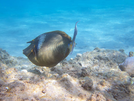 tropical fish in the blue sea of the seychelles