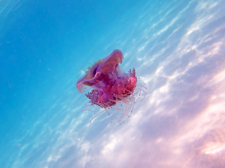Jellyfish floating in the blue sea. Underwater photo.の写真素材