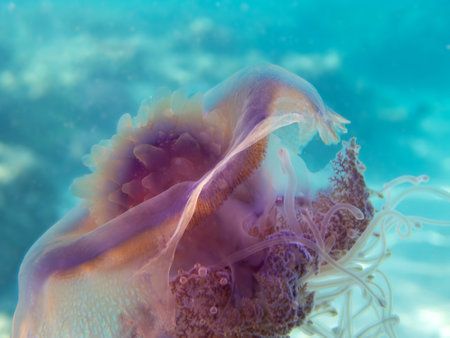 Beautiful purple jellyfish on a coral reef in Seychellesの写真素材