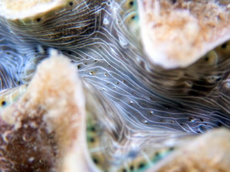Closeup of the surface of a large clam in the sea.の写真素材