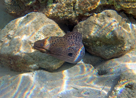 Giant Moray Eel in the Red Sea, Egypt.