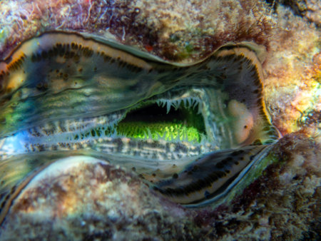 Underwater view of a giant clam (Tridacna maxima)の写真素材