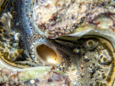 Close up of the shell of a giant clam in the sea.の写真素材