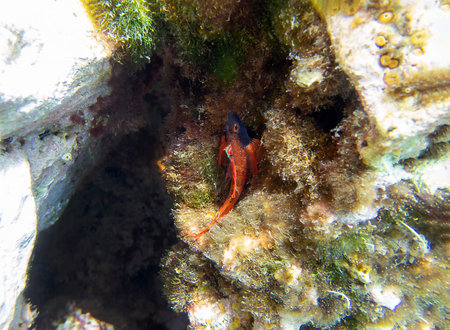 Tripterygion is a genus of fish in the family Tripterygiidaeの写真素材