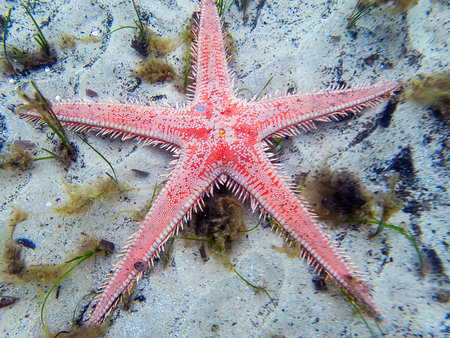Starfish on the seashore in the Maldives, Indian Ocean