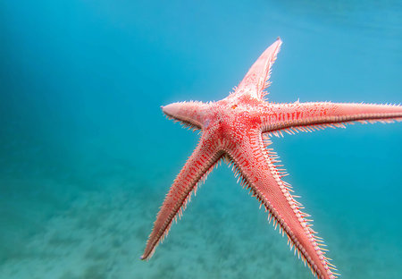 Red comb sand seastar - Astropecten aranciacus