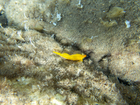 Tripterygion is a genus of fish in the family Tripterygiidaeの写真素材