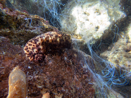 Underwater photography of Sea Cucumber - (Holothuria sanctori)の写真素材