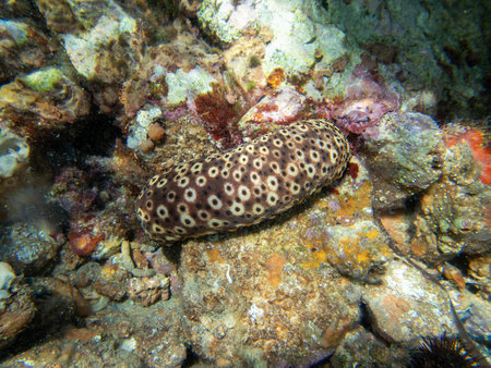 Underwater photography of Sea Cucumber - (Holothuria sanctori)の写真素材