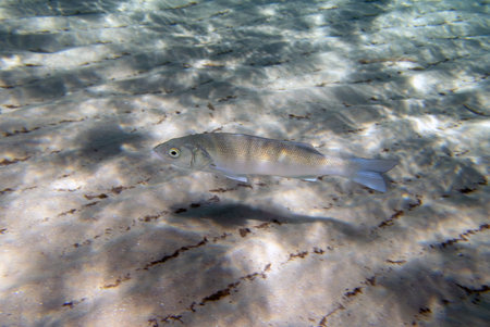 The European seabass fish - Dicentrarchus labrax