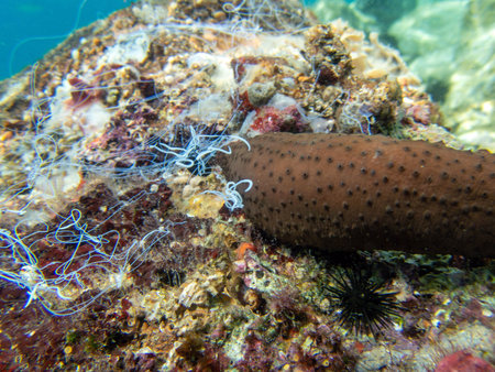 Underwater photography of Sea Cucumber - (Holothuria sanctori)の写真素材