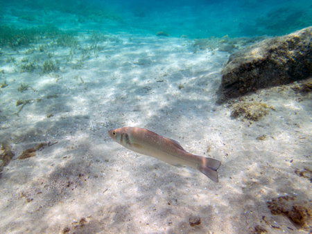 The European seabass fish - Dicentrarchus labraxの写真素材