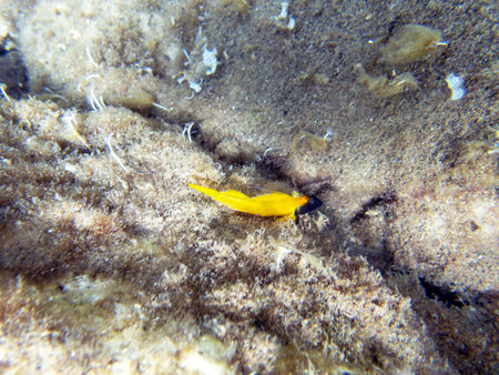 Tripterygion is a genus of fish in the family Tripterygiidaeの写真素材