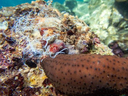 Underwater photography of Sea Cucumber - (Holothuria sanctori)の写真素材
