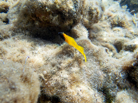 Yellow fish on the seabed in the Mediterranean Sea,の写真素材