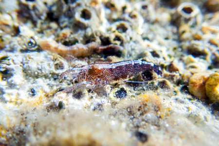 Shrimp on the seabed in the Red Sea, Egyptの写真素材