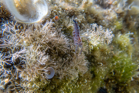 Scorpion shrimp in the Red Sea, Eilat Israelの写真素材