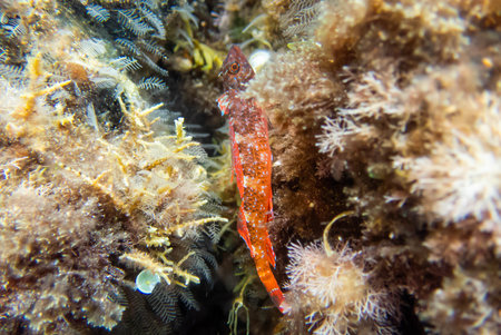 The red-black triplefin fish -(Tripterygion tripteronotum)の写真素材