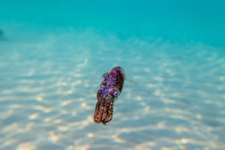 Common cuttlefish (Octopus vulgaris) in the Red Sea
