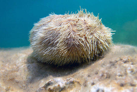 Sea urchin under water, Aegean Sea, Greece
