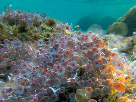Acetabularia mediterranea - The Mediterranean sea algae