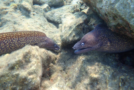 The Mediterranean moray (Muraena helena), rare scene of underwater interaction
