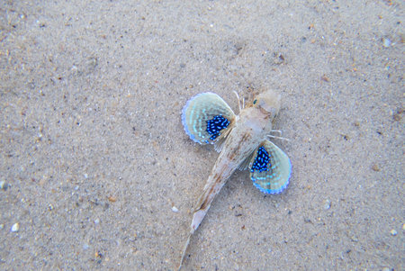 Sapphirine tub gurnard fish - (Chelidonichthys lucerna), underwater photography into Mediterranean...