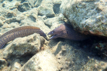 The Mediterranean moray (Muraena helena), rare scene of underwater lifeの写真素材