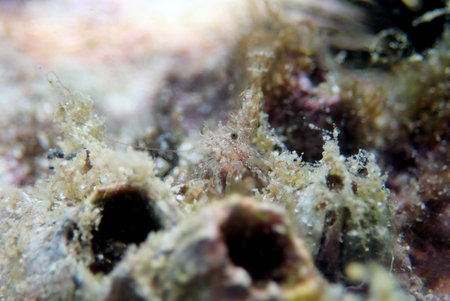 Rare image of Thor Paschalis - Easter Shrimp, underwater into Mediterranean seaの写真素材