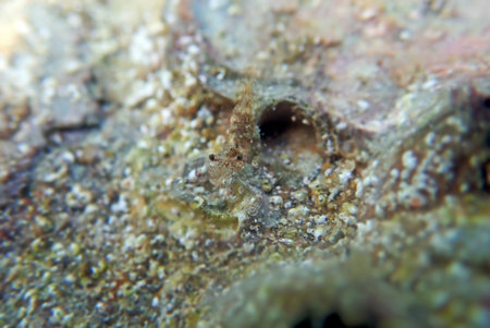 Rare image of Thor Paschalis - Easter Shrimp, underwater into Mediterranean seaの写真素材