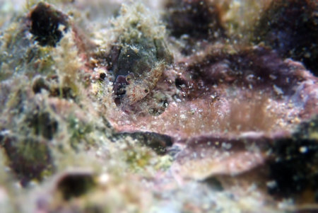 Rare image of Thor Paschalis - Easter Shrimp, underwater into Mediterranean sea
