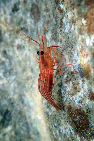 Lysmata seticaudata - Underwater photography of Mediterranean Peppermint Shrimpの写真素材