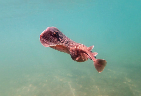 Marbled electric ray - (Torpedo marmorata)