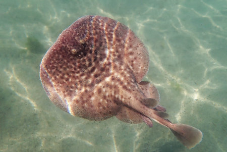 Marbled electric ray - (Torpedo marmorata)