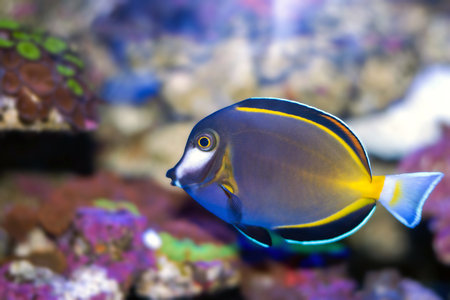 Acanthurus japonicus
Tropical fish in the aquarium. Beautiful underwater world with corals and tropical fish.の写真素材