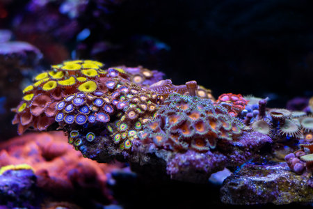 Colorful corals in a reef aquarium. Underwater world.の写真素材