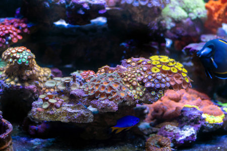 Colorful tropical fish in the aquarium. Underwater world of coral reef.