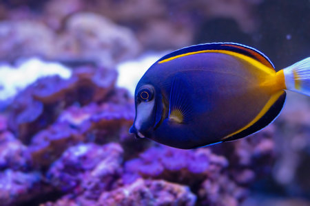 Acanthurus japonicus
 - Tropical fish in a saltwater aquarium, close-up