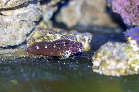 Salarias ramosus, the starry blenny fish swimming in a reef aquarium.