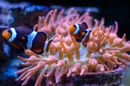 Clown anemonefish (Amphiprion bicinctus)の写真素材
