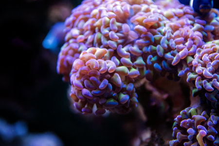 Colorful coral in the aquarium. Underwater world. Selective focus.の写真素材