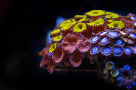 Colorful corals in aquarium. Selective focus and shallow depth of field.