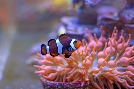 Clown anemonefish (Amphiprion bicolor)の写真素材