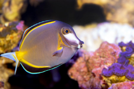 Acanthurus japonicus
Tropical fish in the coral reef of the Red Sea.の写真素材