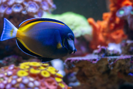 Acanthurus japonicus
Tropical fish swimming in an aquarium. Aquarium scene.の写真素材
