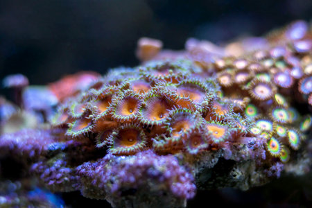 Coral on a coral reef in the sea. Shallow depth of field.の写真素材