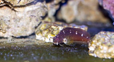 Salarias ramosus, the starry blenny fish swimming in a reef aquarium.の写真素材