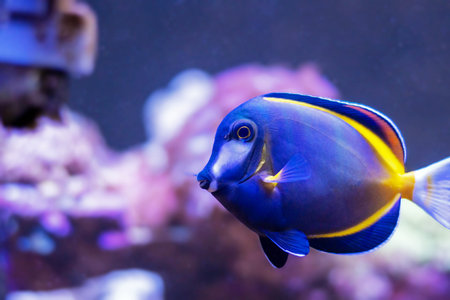 Acanthurus japonicus
Tropical fish in the aquarium. Underwater world with corals and tropical fish.の写真素材