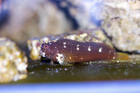 Salarias ramosus, the starry blenny fish swimming in a reef aquarium.の写真素材