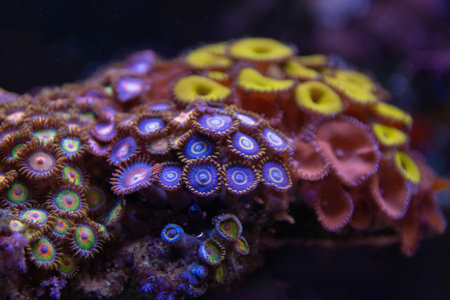 Colorful corals in the aquarium, closeup of photo.の写真素材